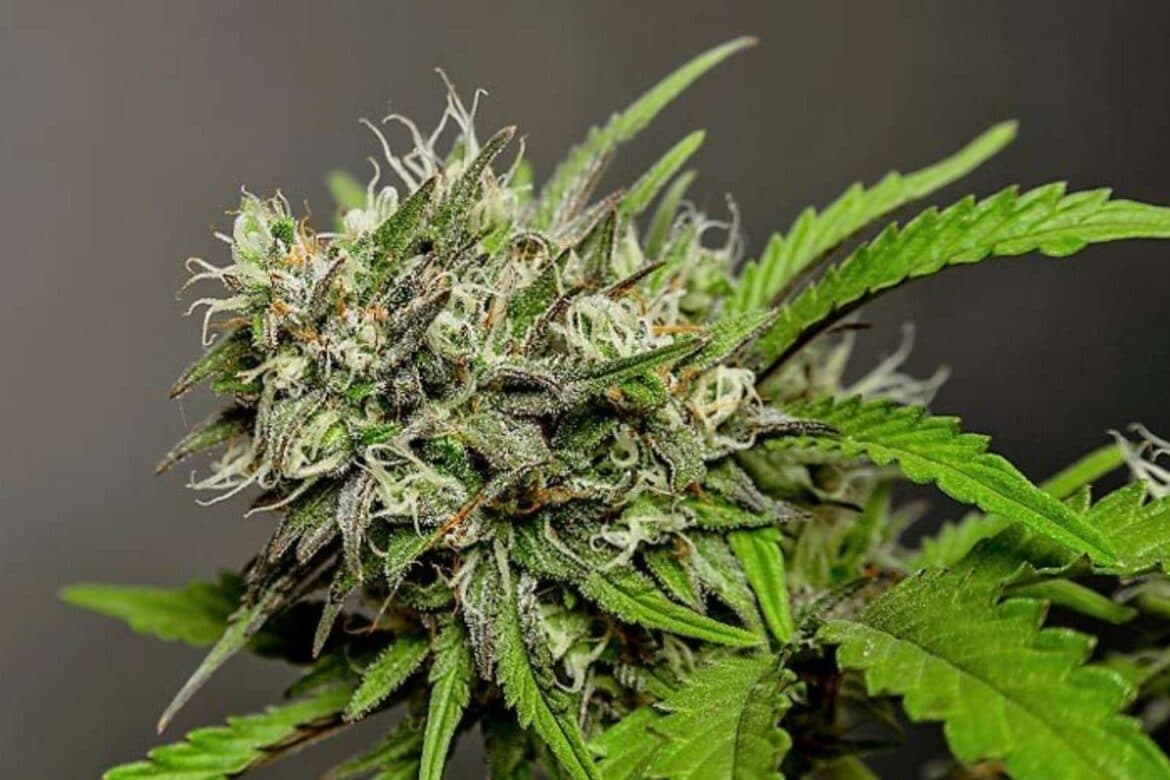 CBD Blüten Kauf – Deine Entscheidung für günstige und gute CBD Blüten