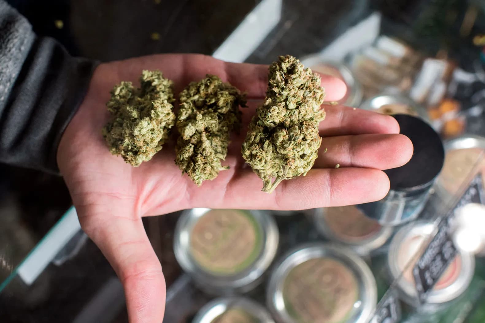 Exklusive Hybride entdecken – Weed Samen kaufen für neue Erlebnisse